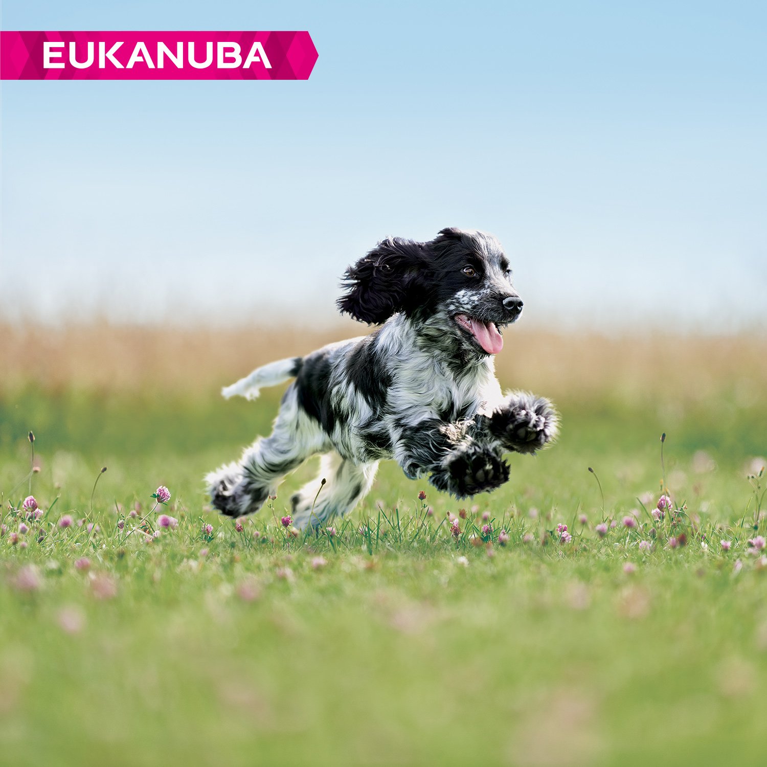 Eukanuba Karma dla szczeniaków ze świeżym kurczakiem dla średnich ras, sucha karma premium dla juniorów, 15 kg