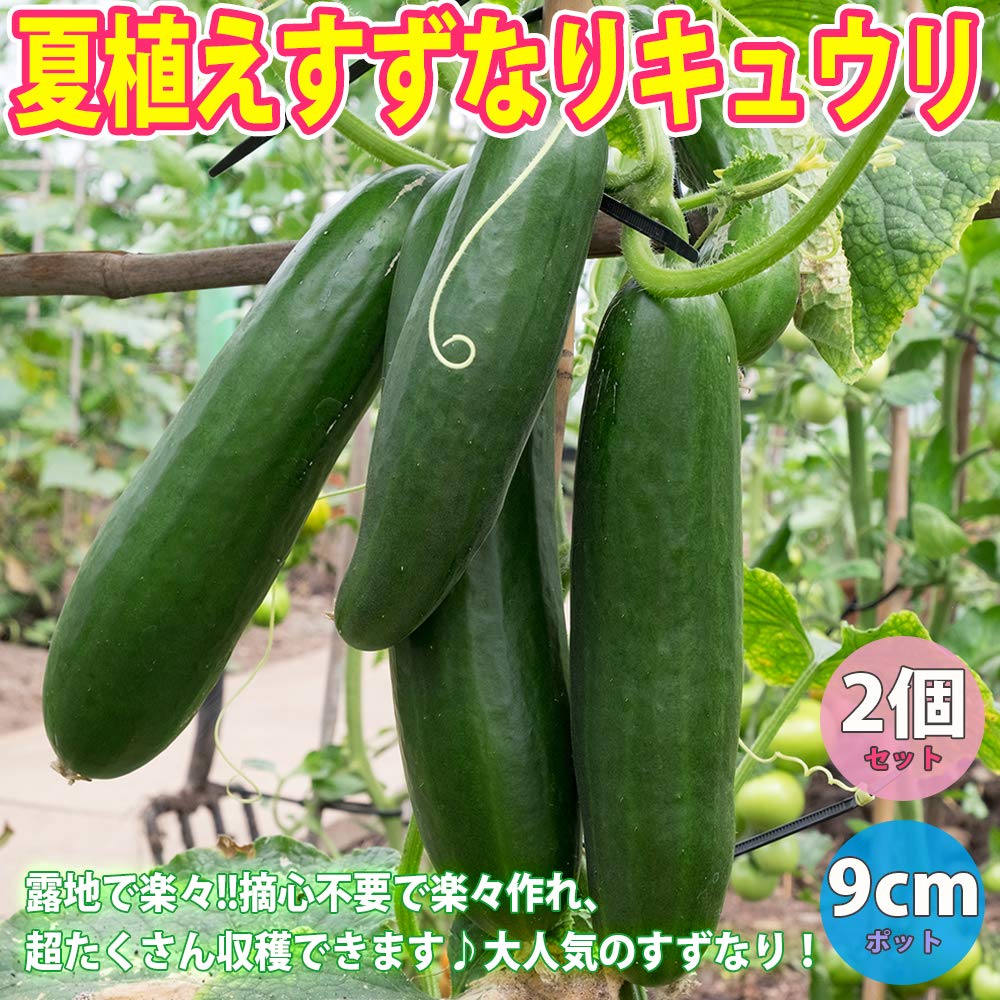 Amazon.co.jp: ITANSE きゅうり苗 夏植えすずなりキュウリの苗