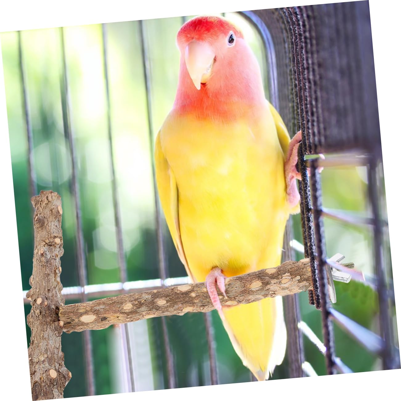 POPETPOP 6pièces Perchoir pour Oiseaux Naturel Jouet De Broyage pour Cage à Oiseaux Accessoires pour Perruches Et Perroquets