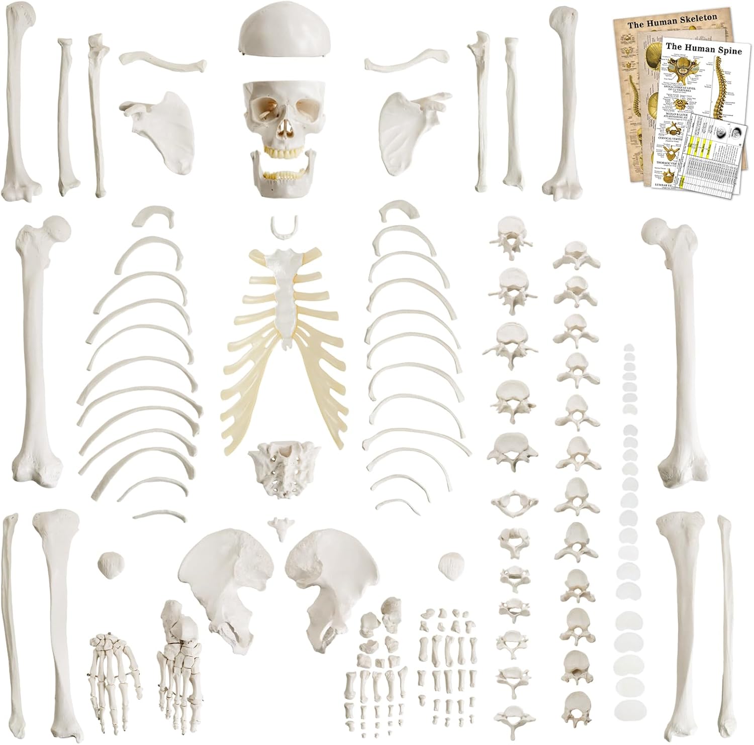 Life-Size 67" Human Skeleton Model - Unarticulated Full-Size Bone Set for Anatomy Study, Medical Education, Classroom Demonstration (Including Study Guide)