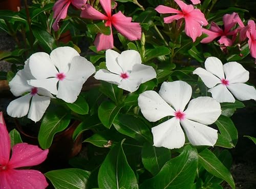 Miniatura 5 de KIRA SEEDS - Semillas Bígaro Madagascar Mix - Vinca - Flores perennes para plantar - Sin OMG