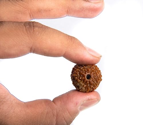 Miniatura 6 de Wonder Care - Cuenta original de Rudraksha nepalí, cuenta de rosario religioso de Rudra natural, Madera, No es una piedra preciosa