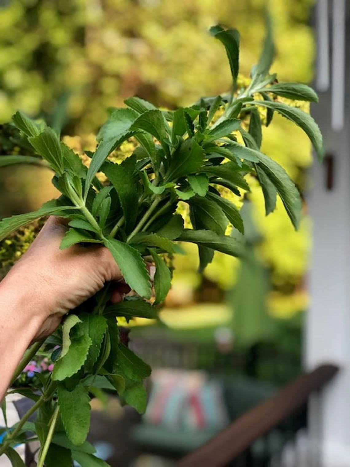 Willvine Organic | Stevia Herb Plant-QLTY-10W-image-9