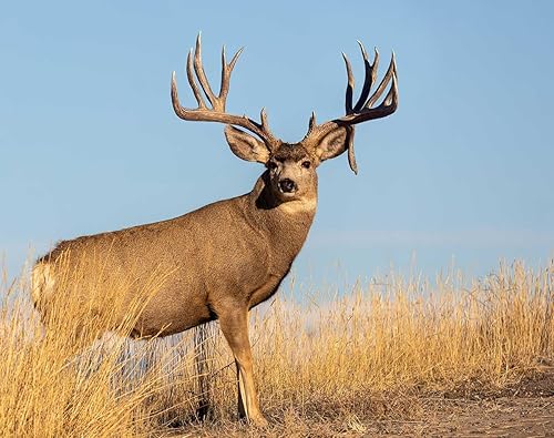 Miniatura 8 de The KING Company - Calendario de pared 2024 con diseño de ciervo y mula, tamaño XL, 14 x 22 pulgadas, el mejor calendario de ciervos mulas Big Buck