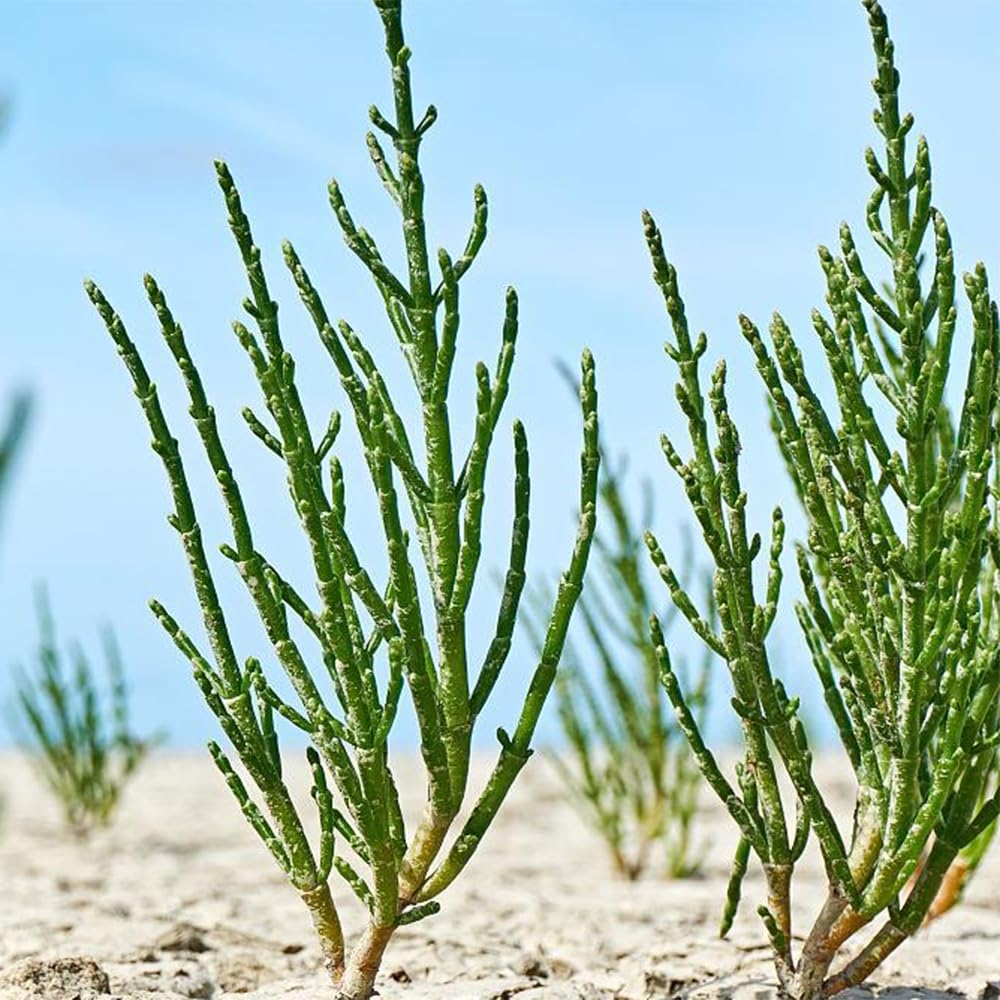 Semi di asparagi di mare - giardino di Salicornia europaea, vecchi, 300pcs