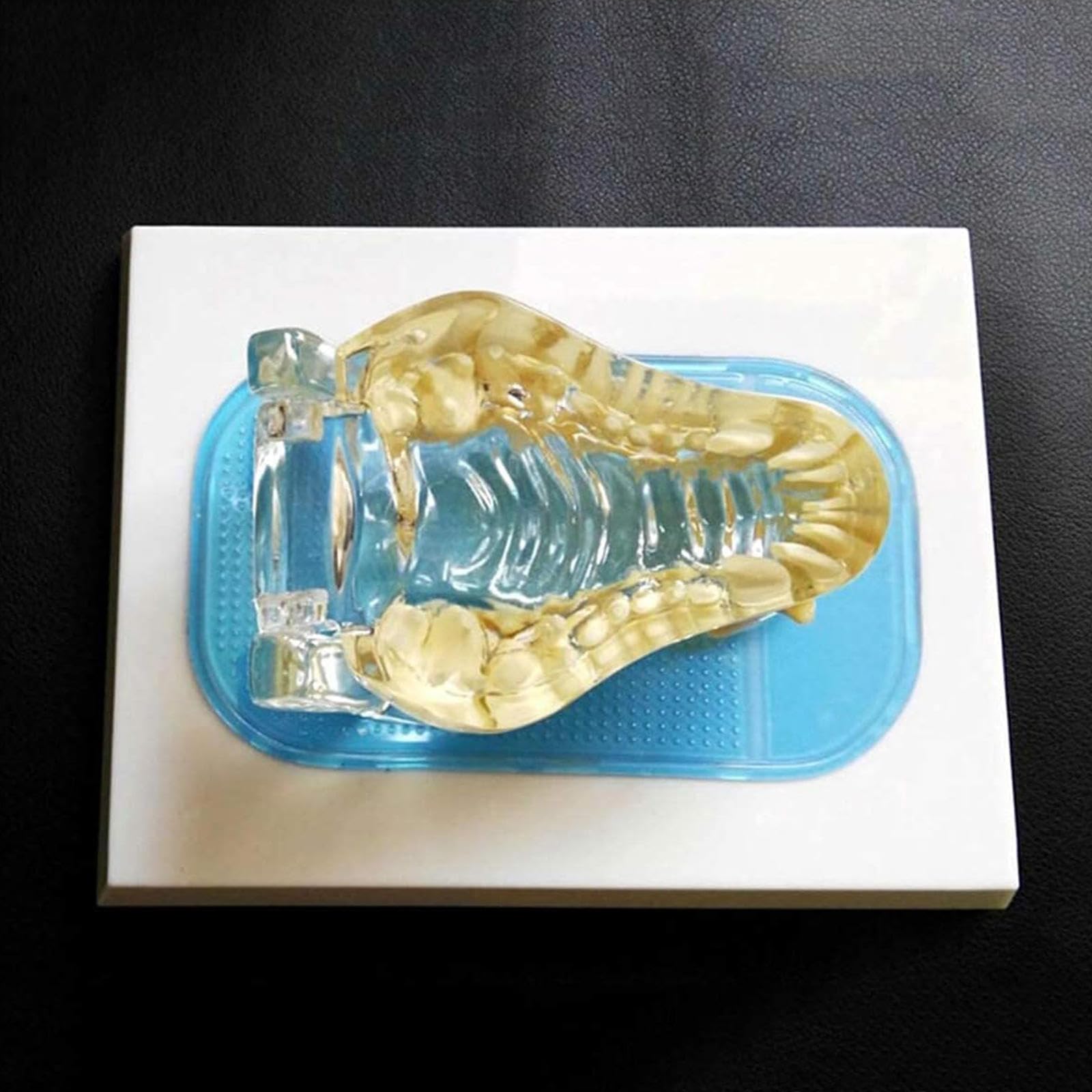 Modelo de Dientes de Perro, Mandíbula Canina Dental Transparente Perro Oral Dientes Claros Modelo Clínica de Mascotas Mandíbula Anatómica para Oficina Veterinaria Educación Decoración Demostrar