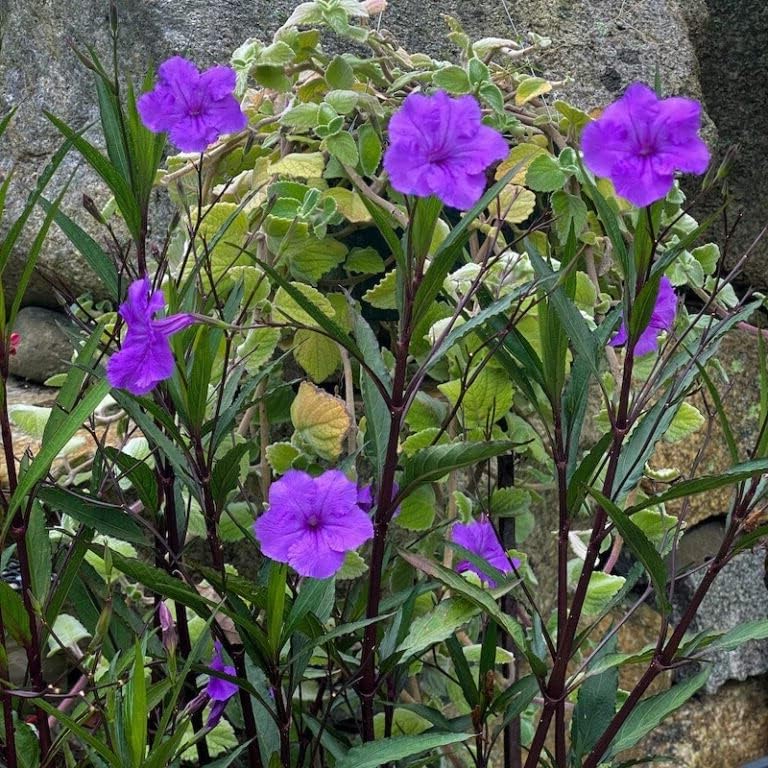 See full amazon price history chart for Gurveplantationi Ruellia Simplex Mexican Petunia Live Plant Growing Perennial Flowering Landscaping Outdoor Gardening with Pot (Purple) Gurveplantationi Ruellia Simplex Mexican Petunia Live Plant Growing Perennial Flowering Landscaping Outdoor Gardening with Pot (Purple) (B0D6YX4DPL) Amazon Price History, Amazon Price Tracker