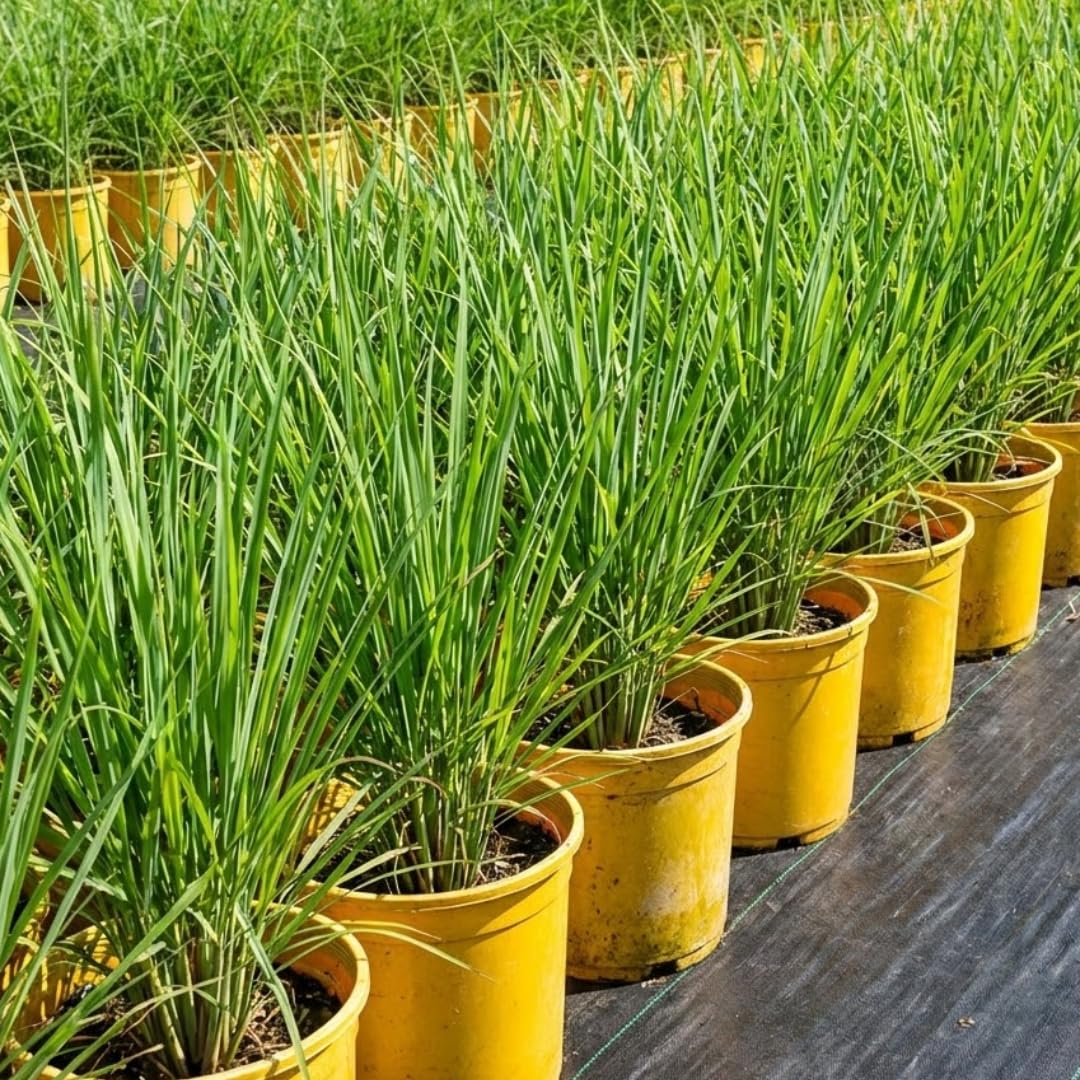 Amazon.com : Pack 2 Fresh Stalks Lemongrass Plant Live Well-Rooted