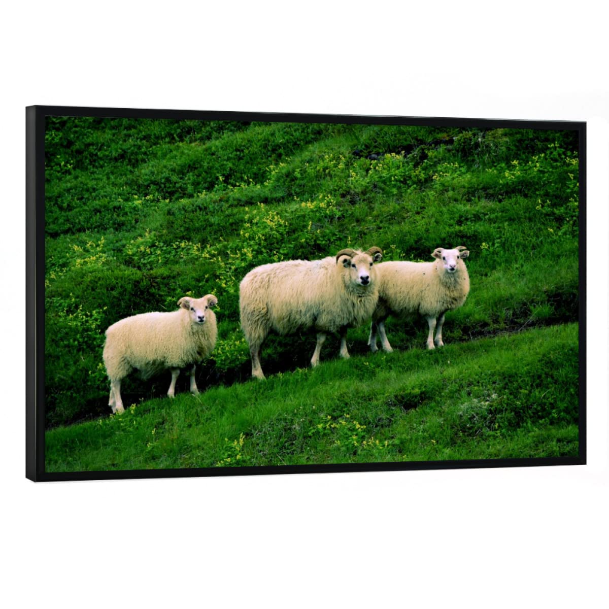 artboxONE Poster mit schwarzem Rahmen 60x40 cm Reise Schafe - Bild Landschaft Island Landscape