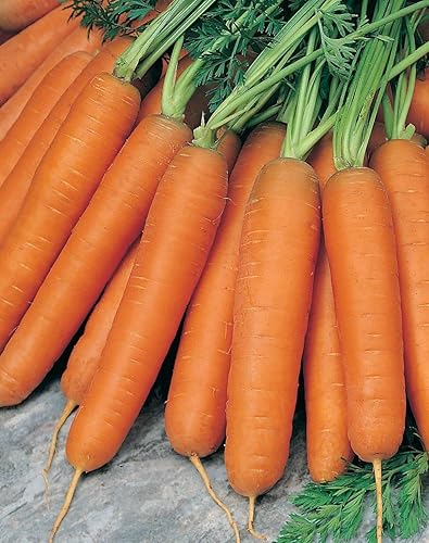 3000 semillas de zanahoria Scarlet Nantes para plantar reliquia sin OMG, 0.18oz de supervivencia a granel de verduras de jardĂn 3000 semillas de zanahoria Scarlet Nantes para plantar reliquia sin OMG, 0.18oz de supervivencia a granel de verduras de jardĂn