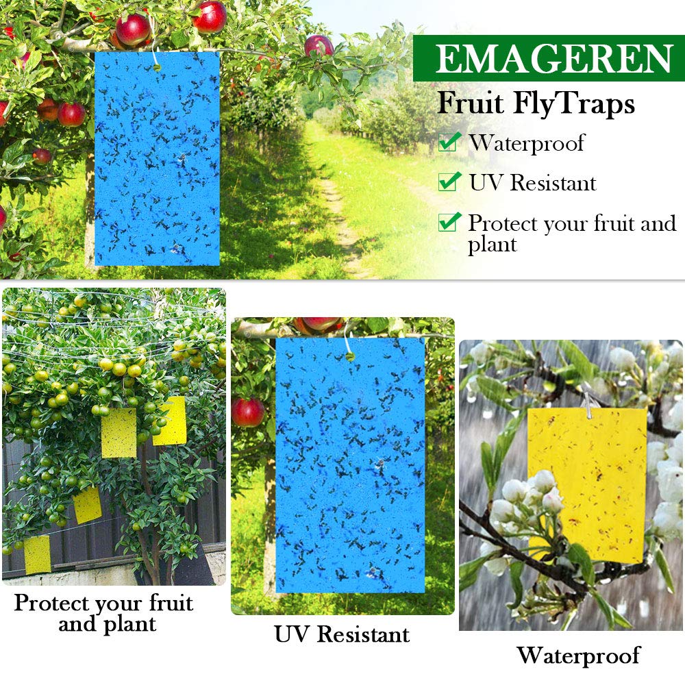 Super Ninja Fruitvliegjes EMAGEREN 40pcs Fly Trap Yellow Panels Cicadas  Yellow Stickers Blue Fruit Fly Trap, image size:1000x1000