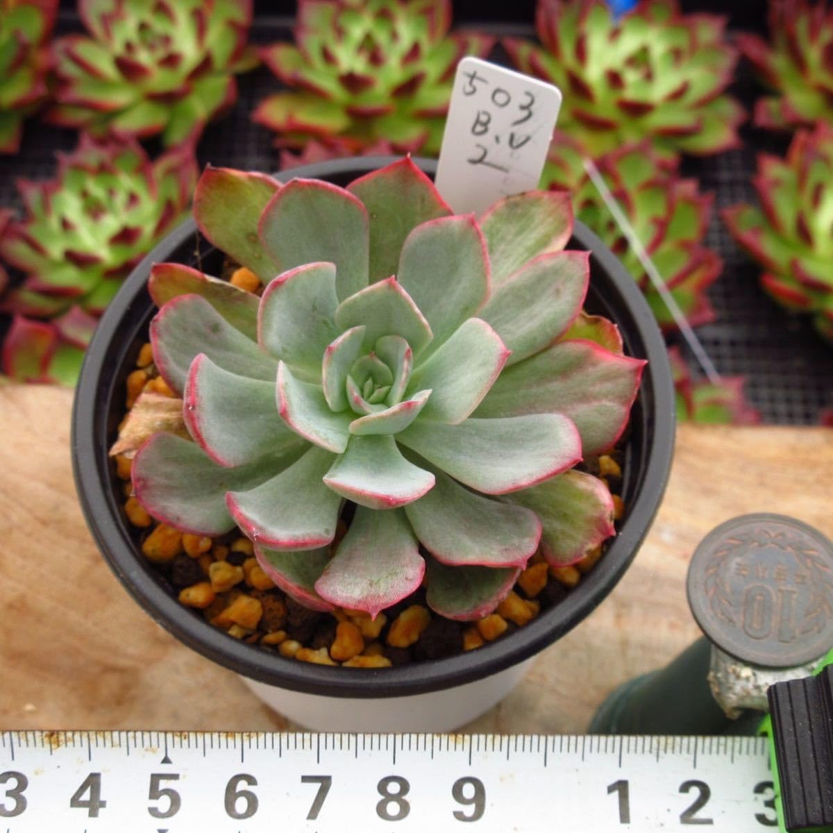 Amazon.co.jp: 多肉植物 ブルーカンテ錦 レア苗 厳選苗 韓国苗 美苗