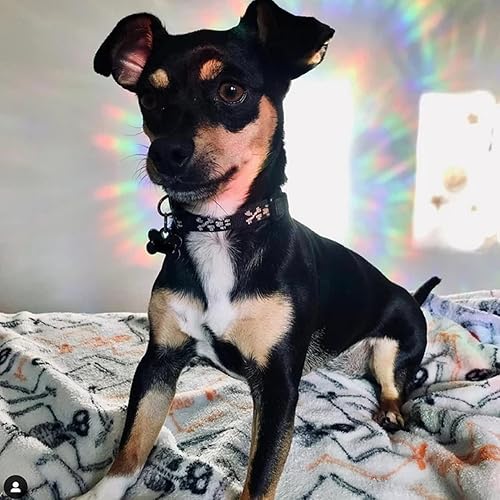 Miniatura 3 de 16 Pieces Leaf Window Decals for Bird Strikes - Anti-Collision Clings to Save Birds,Non Adhesive Vinyl Rainbow Suncatch Stickers, Easy Remove No