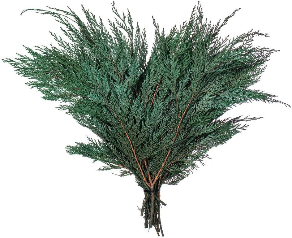 Vickerman Natural Botanicals 18-24" Port Orford Cedar Branches - 16oz. Preserved cedar.