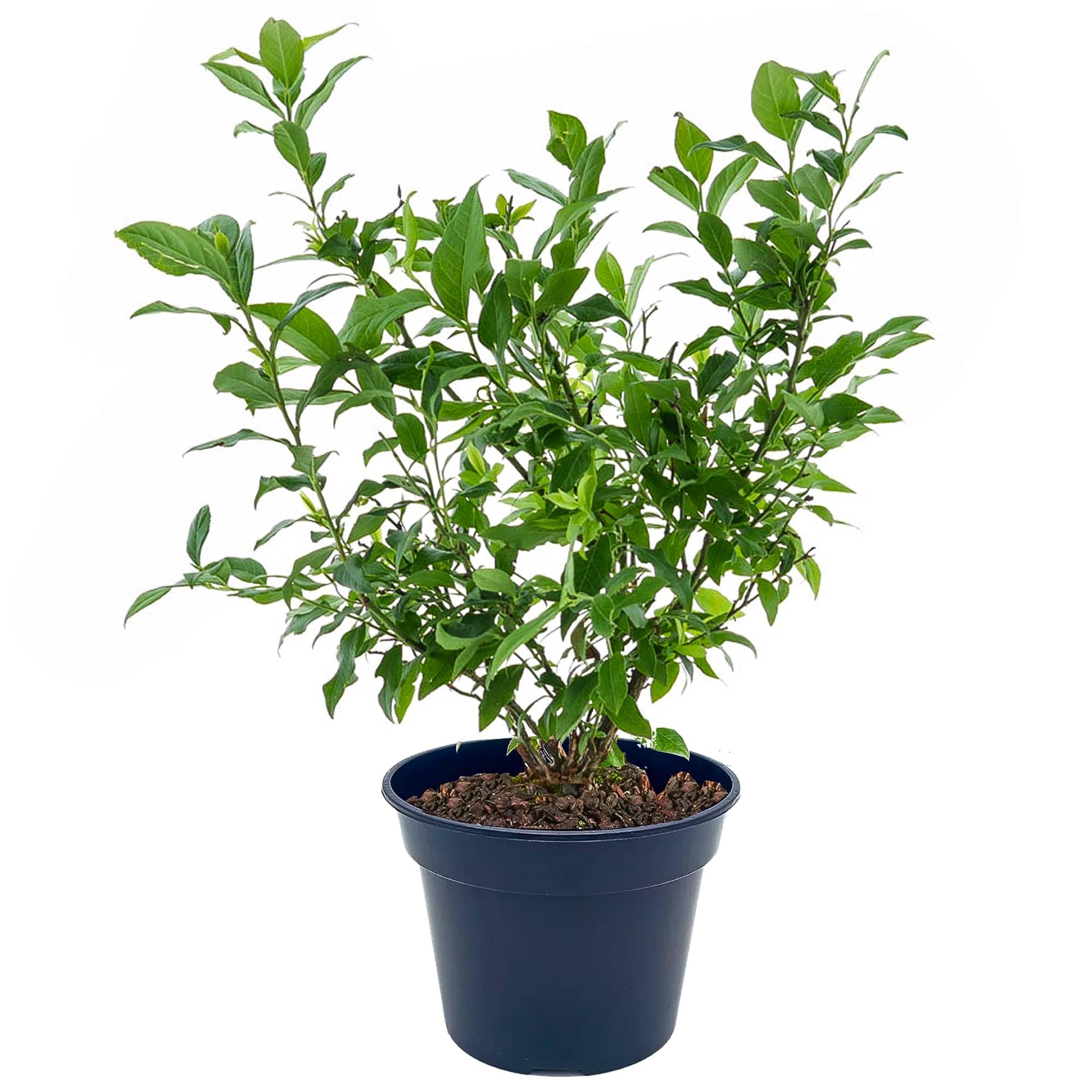 Topf-Heidelbeere Blaubeeren Pflanze Chandler 1 Pflanze, DIE GRÖSSTEN FRÜCHTE, Vaccinium corymbosum reichtragend Heidelbeere für Töpfe & Kübel, Heidelbeere für Balkon, Terrasse oder Garten, Winterhart