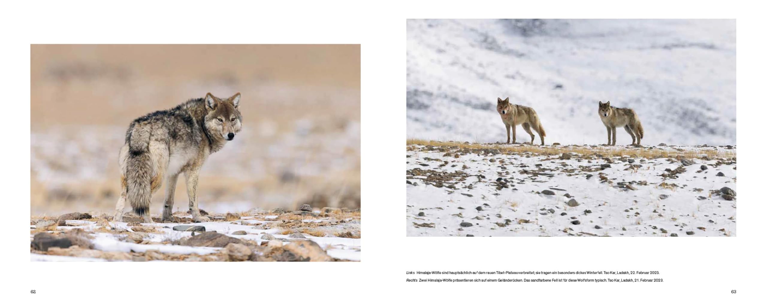 Der Wolf: Ein Grenzgänger zwischen Natur und Kultur