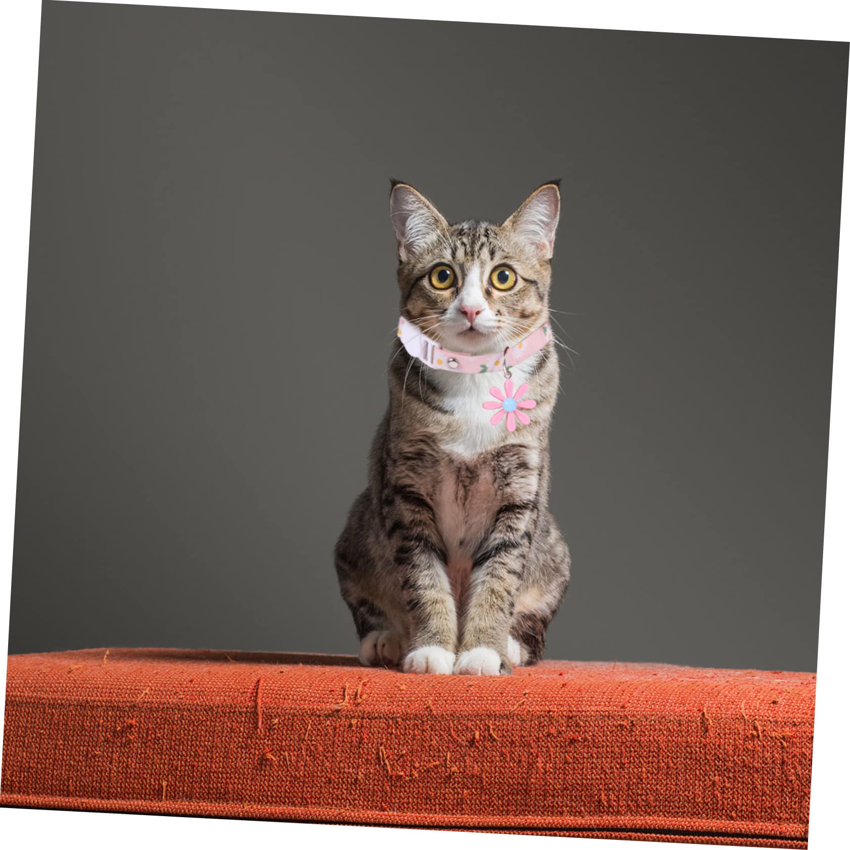 FOMIYES 12stücke Teiliges Verstellbares Katzenhalsband Mit - Für Katzen Und Kätzchen Für Fotoshootings Tägliches Tragen Und Besondere Anlässe