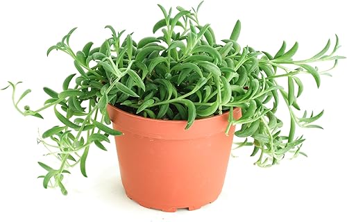 Shop Succulents Cadena de plátanos colgantes suculentas, Senecio Radicans, planta suculenta viva de 4 pulgadas totalmente arraigada, planta de