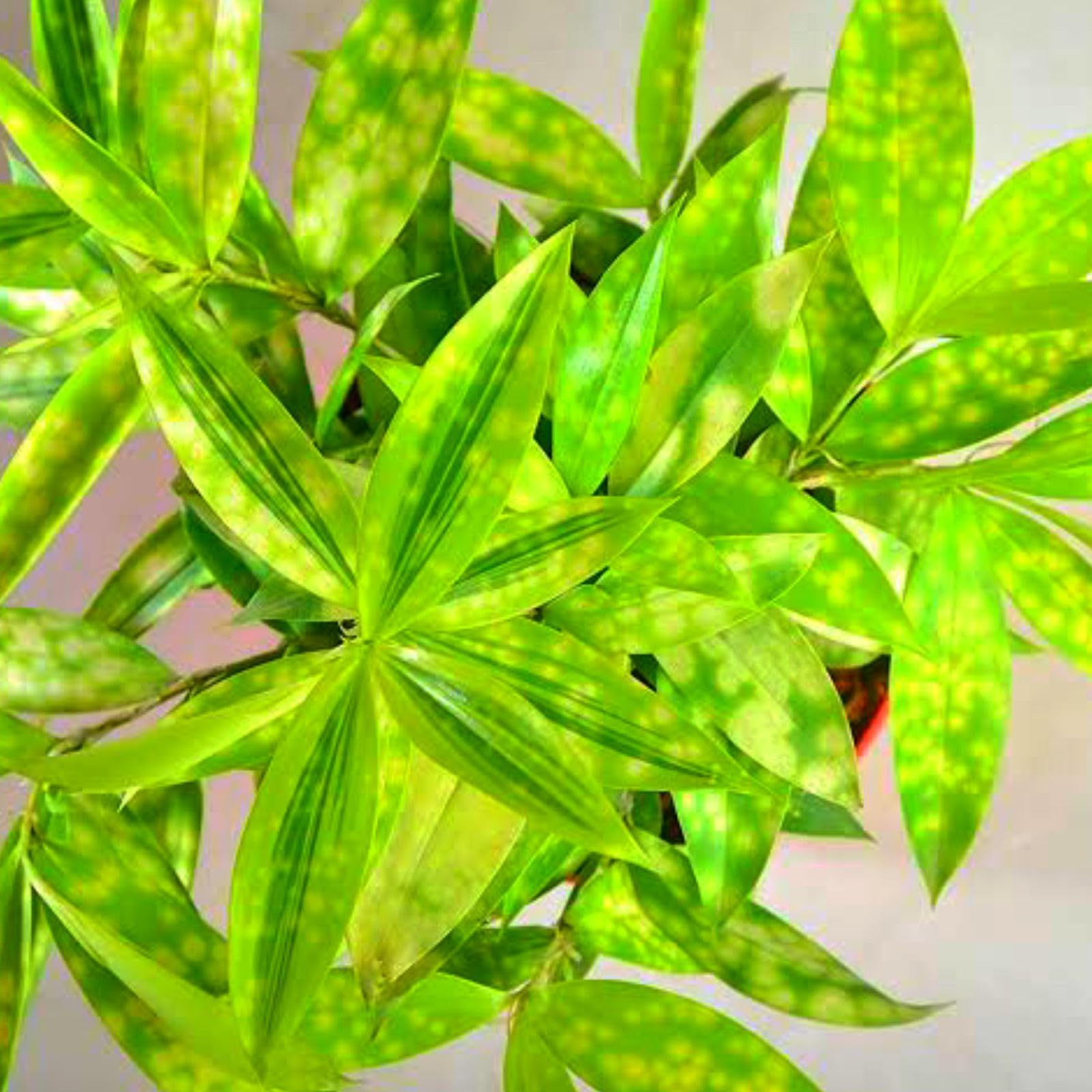 VENUS-ONLINE Golden Variegated Rare Dwarf Ornamental Bamboo Yellow Milky Indoor and Terrace Gardening Healthy Live one Plant. (B0CFDSRMZH) Amazon Price History, Amazon Price Tracker