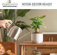 Vista 2 de Pixies Gardens 50 plantas de Blue Pacific Juniper Liners Excelente cubierta de suelo que evita la erosión del suelo en pendientes-Liner