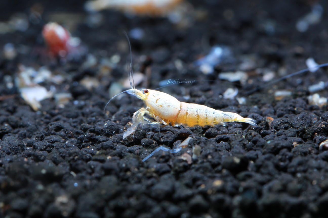 Golden Bee Shrimp Live Freshwater Aquarium Shrimp - 1/4 to 1/2 inch Long (5 Shrimp)