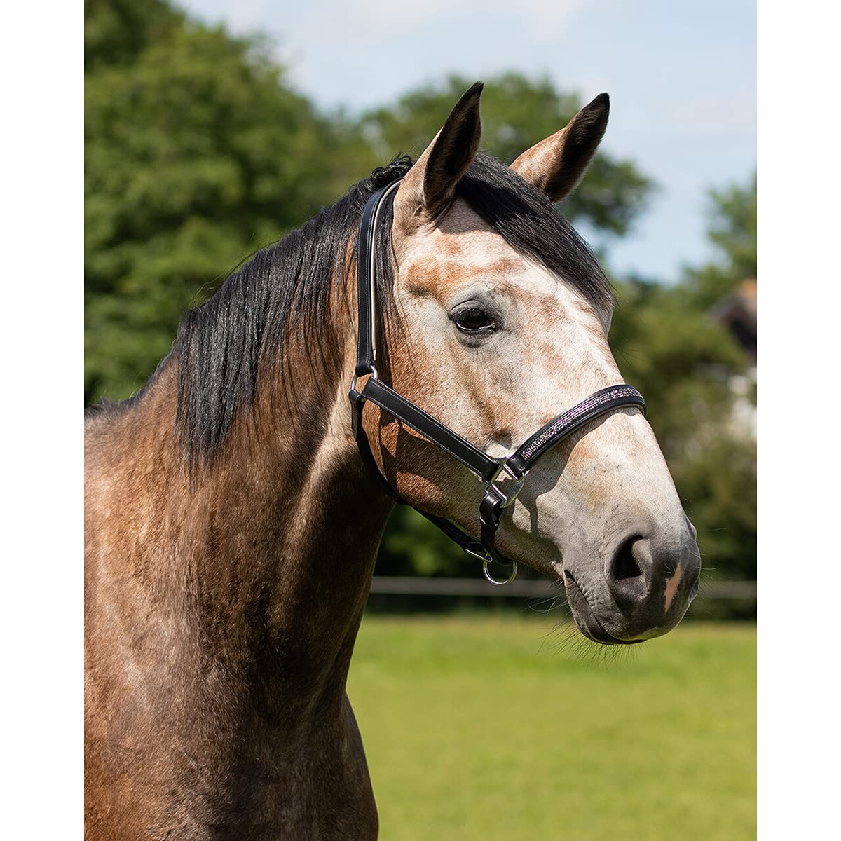 QHP Luxus Lederhalfter Halfter Lupine mit Strass-Steinen schwarz