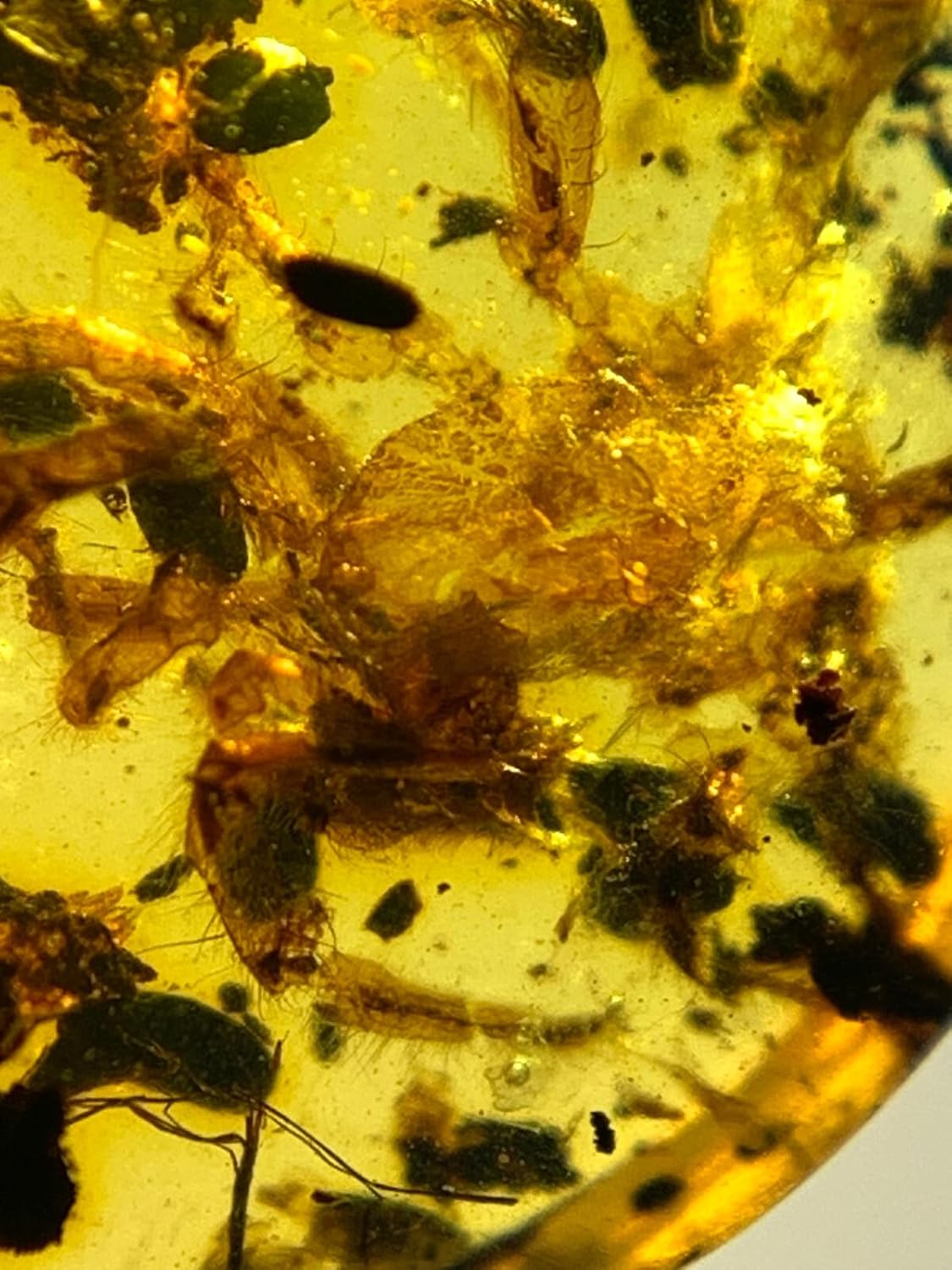 Burmese burmite Cretaceous Beautiful Spider Insect Fossil Amber Myanmar