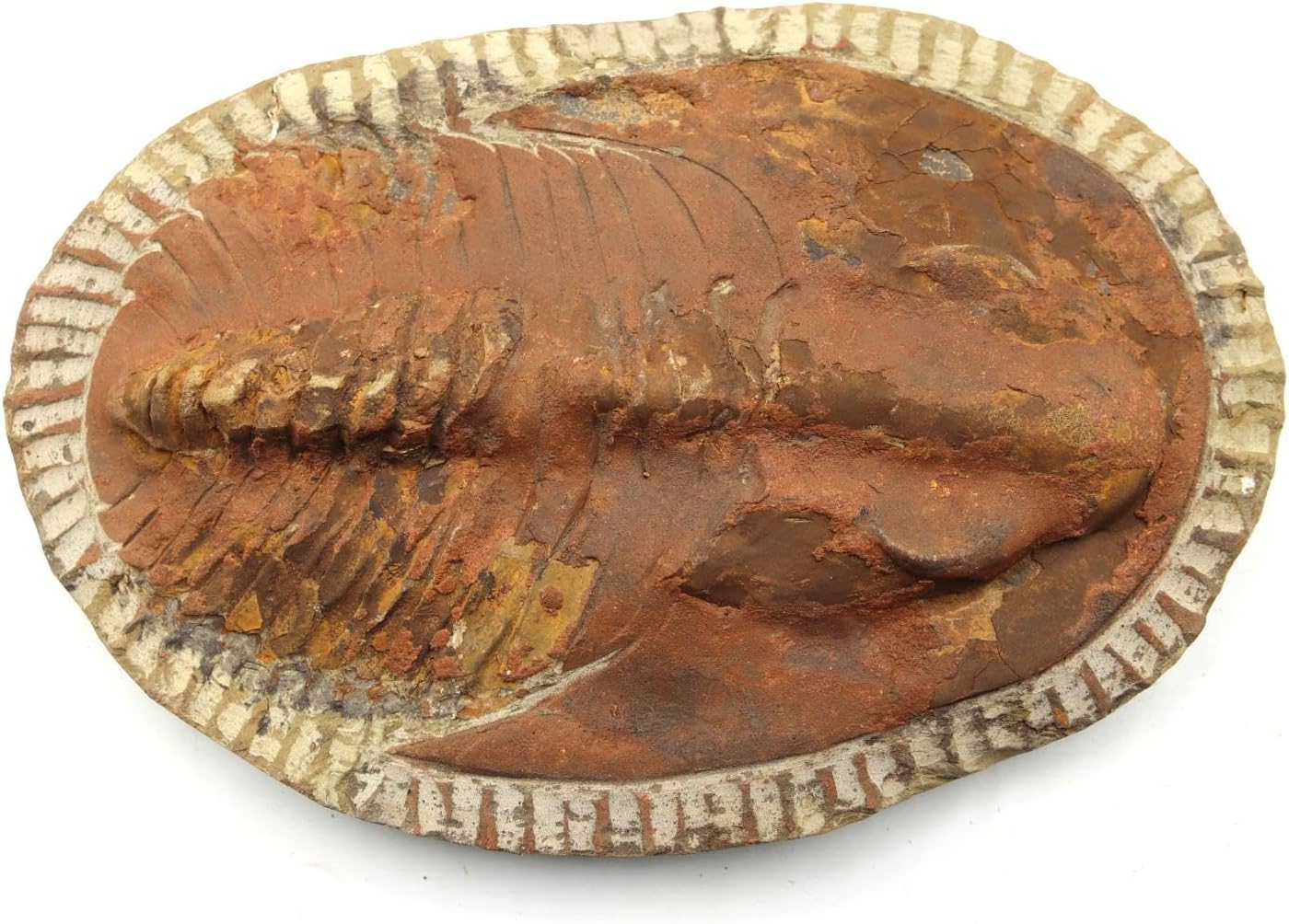 Trilobite Andalusiana Large Moroccan Fossil 520 Million Yrs Old #18072