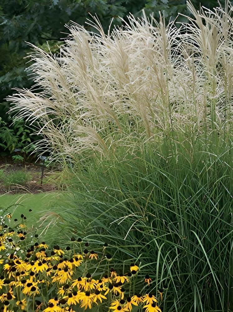 Stauden Gänge 10 x Miscanthus sinensis 'Graziella' Chinaschilf winterhart