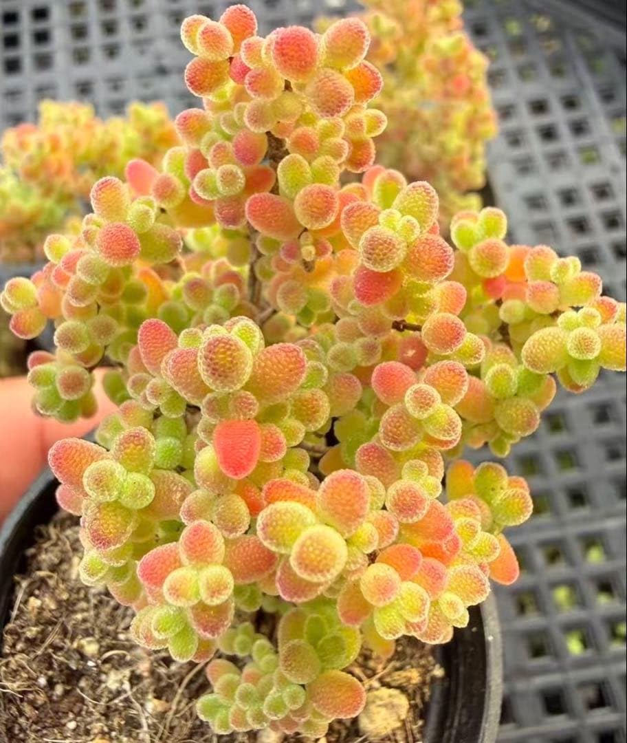 Amazon.co.jp: ドロサンテマム 蜜橘 I苗 メセン 多肉植物 ミニ盆栽 根
