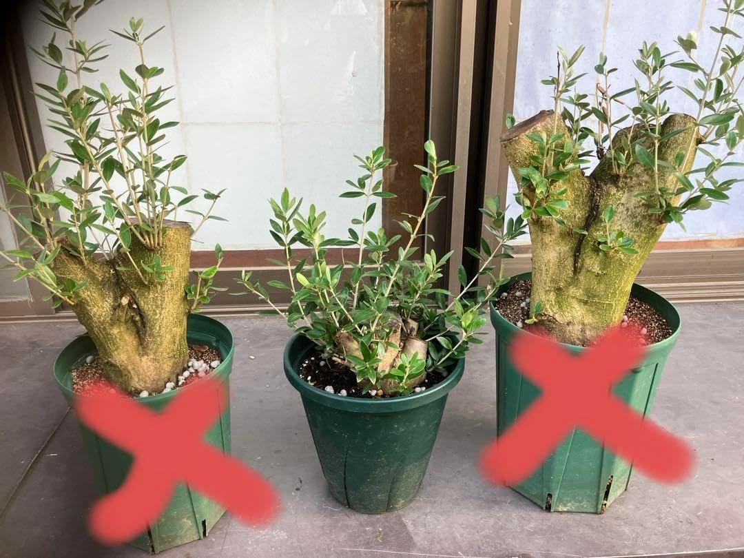 オリーブ太木挿し 幹直径約10㎝ 火焔土器風樹形 古木 盆栽