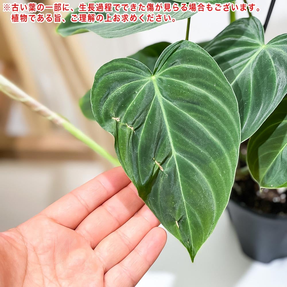 Amazon｜PLANCHU 観葉植物 フィロデンドロン グロリアス 4号吊り鉢