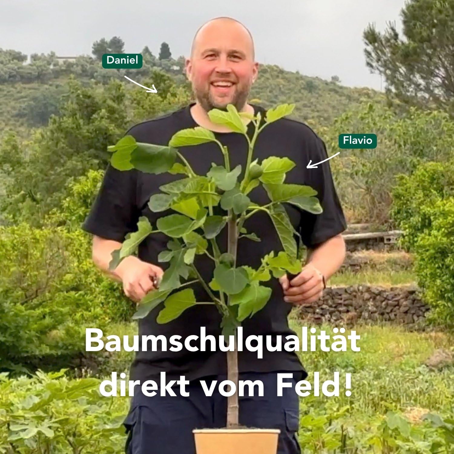 Bloomify® Balkon-Feigenbaum "Flavio" | 80 bis 100 cm großer winterharter Feigenbaum | ertragreiche und pflegeleichte Feige für Garten oder Topf | besonders süße, leckere Früchte | selbstbefruchtend