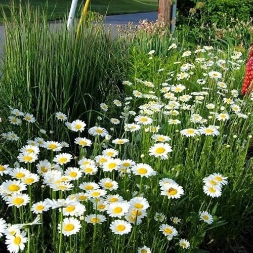 Ox Eye Daisy 'May Queen' - 1900 Seeds + freebie + Plant tag (Chrysanthemum leucanthemum)
