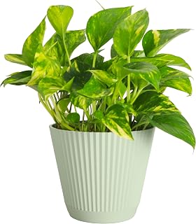 Thorsen's Greenhouse Golden Pothos, Live Indoor Vining Plant, Easy to Gr...