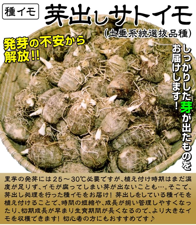Amazon.co.jp: 里いも種芋 芽出しサトイモ(土垂系統選抜系) 1kg / 国