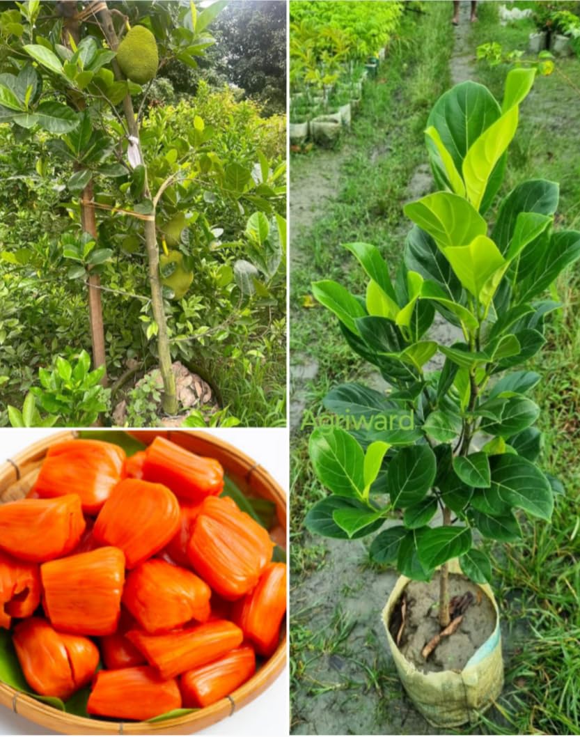 Red Jackfruit Plant All Season Hybrid Variety - Red Jackfruit Plant One Healthy Live Grafted Plant, Hight 2-3 Feet After Fruit 1 years (B0CYQ6TDMX) Amazon Price History, Amazon Price Tracker