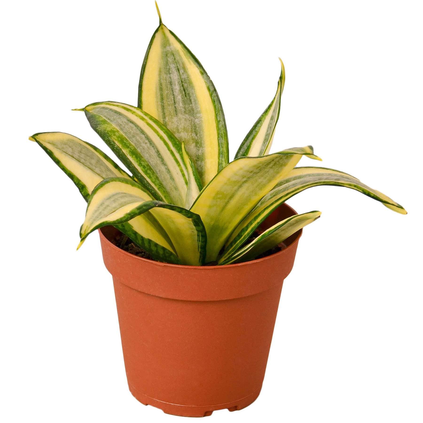 Snake Plant Gold Hahnii
