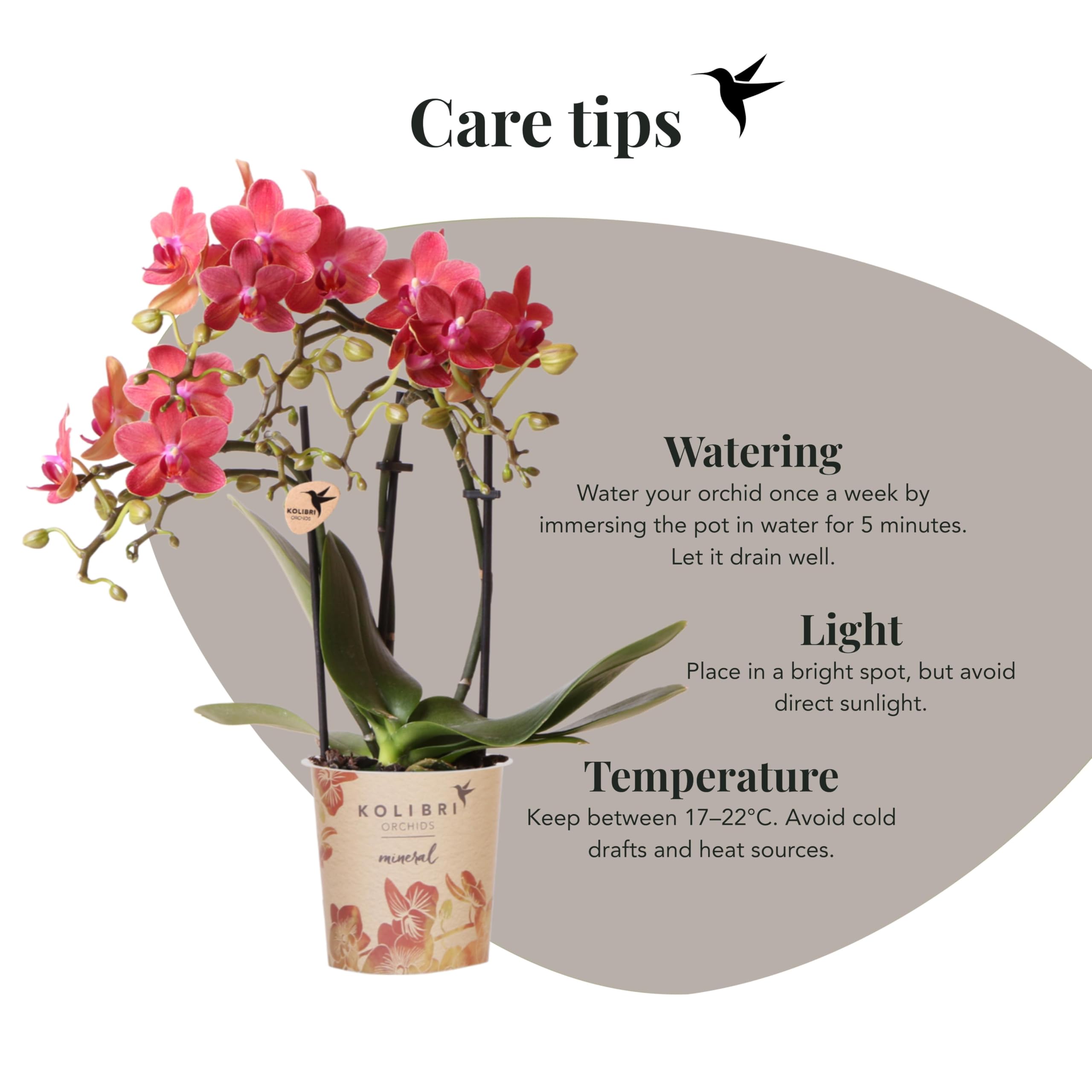 Kolibri Orchids | rote Phalaenopsis-Orchidee - Kongo - Topfgröße Ø9cm | blühende Zimmerpflanze - frisch vom Züchter