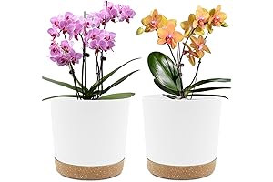 Alluring 8-Inch Plant Pots: Adorn Your Indoor and Outdoor Spaces