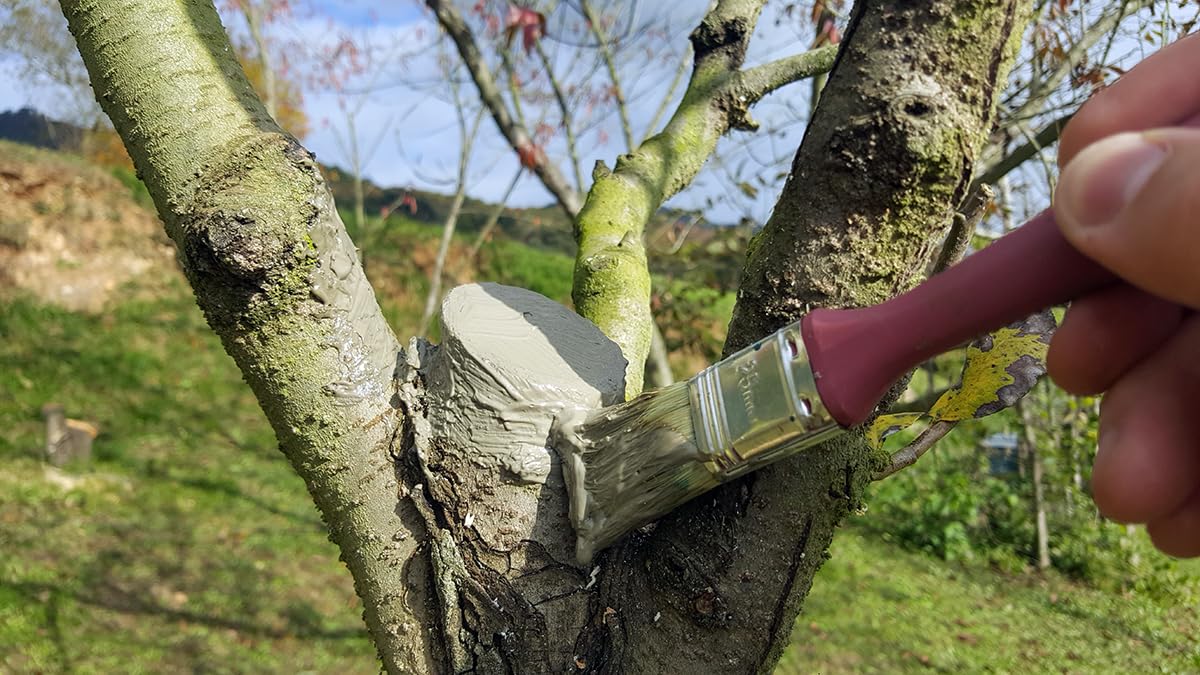 Suinga Mastic pour Greffes et Tailles 1 kg | Protège, Répare et Régénère les Blessures des Plantes | Pâte cicatrisante arbres | Pâte cicatrisante taille