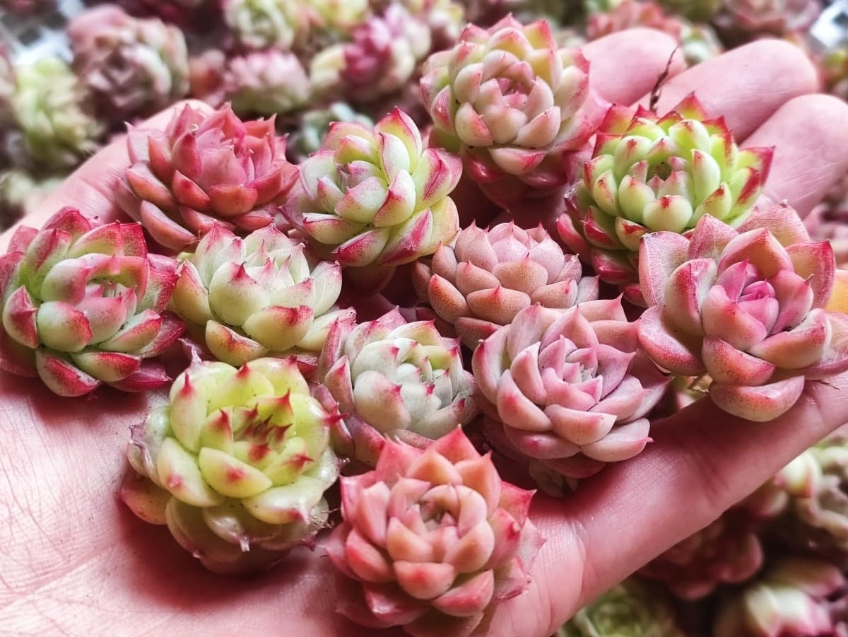 100苗 多肉植物 韓国苗交配種 エケベリア 超美苗 サボテン 園芸