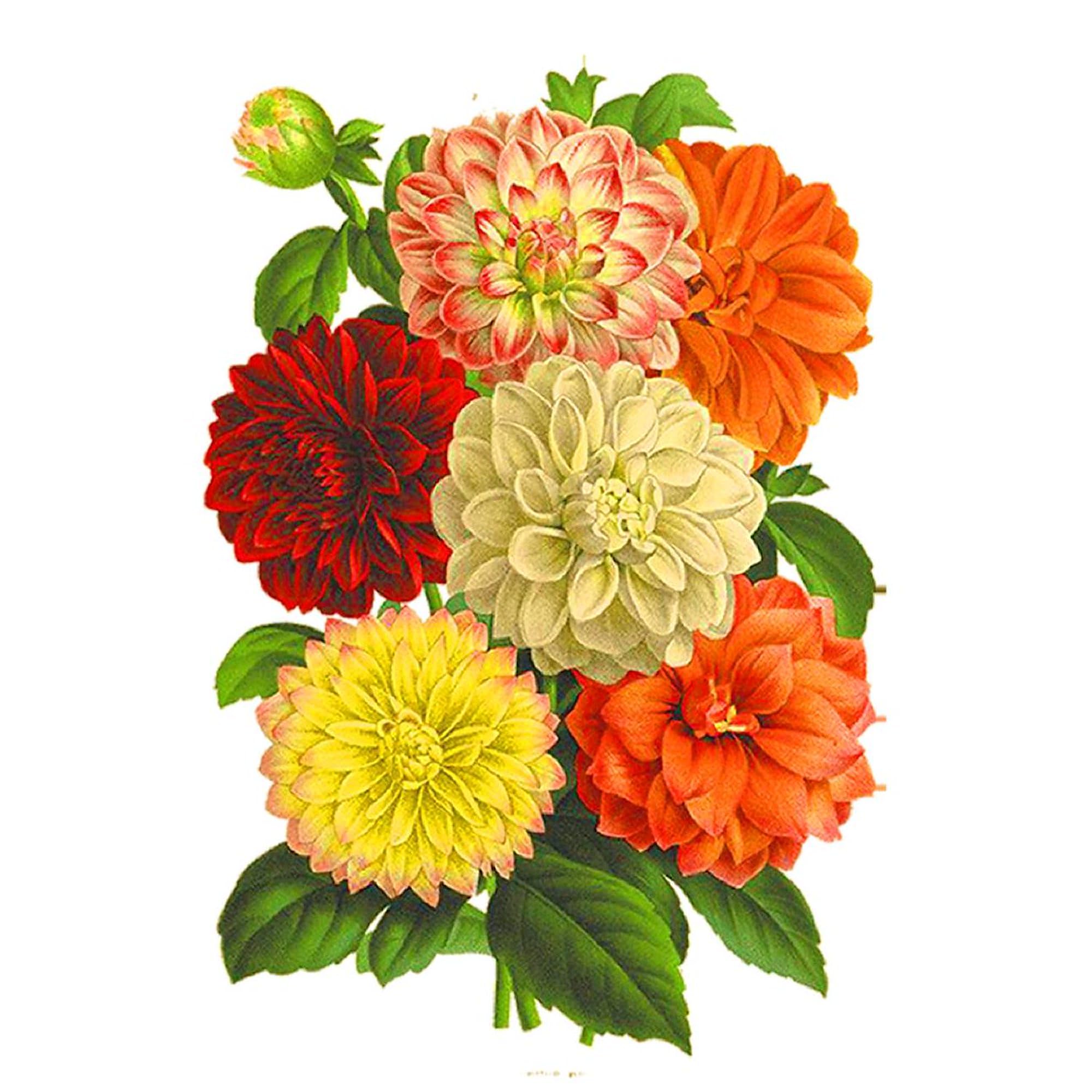 CafePress Summer Dahlias 4