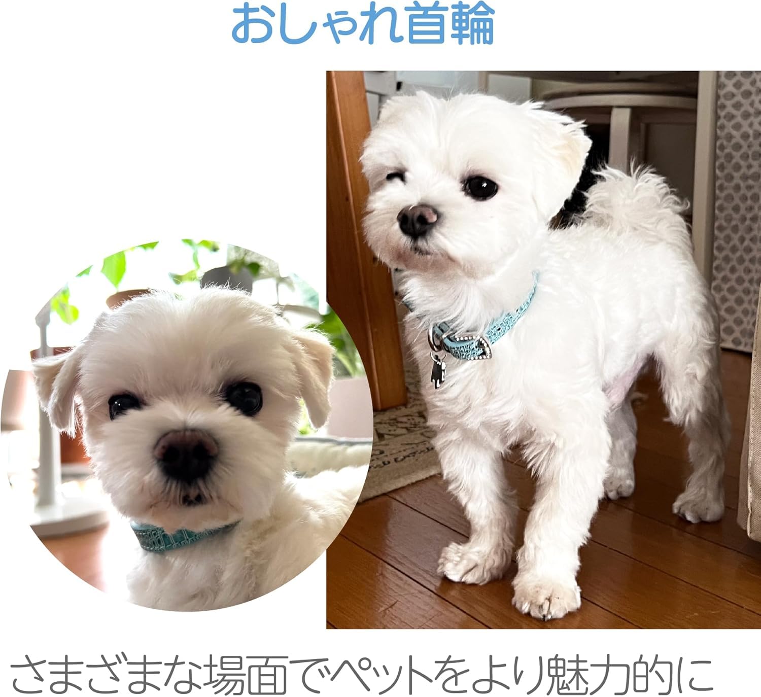 Amazon | HAPPY SUGAR ペット首輪 犬 首輪 ソフト合皮 ラインストーン