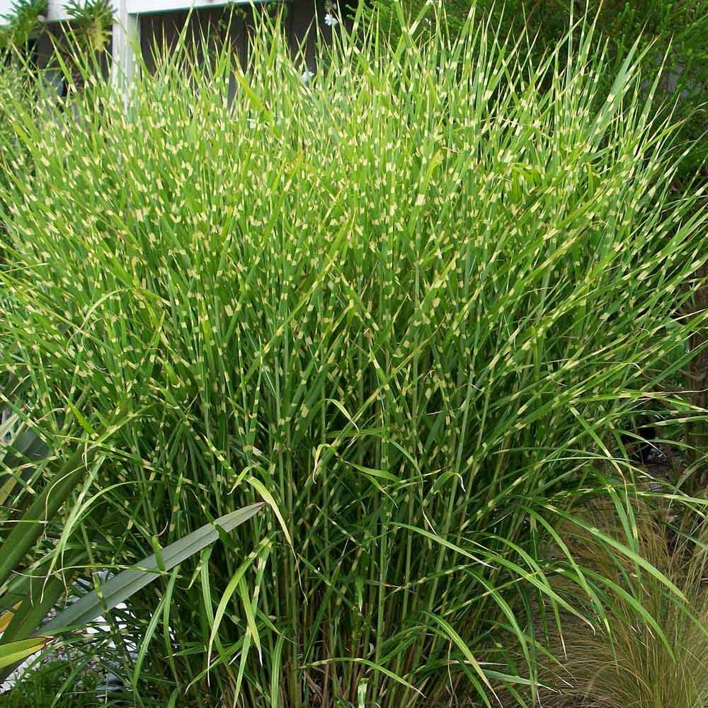 Miscanthus sinensis Zebrinus- Zebra Grass - Plant in 9 cm Pot