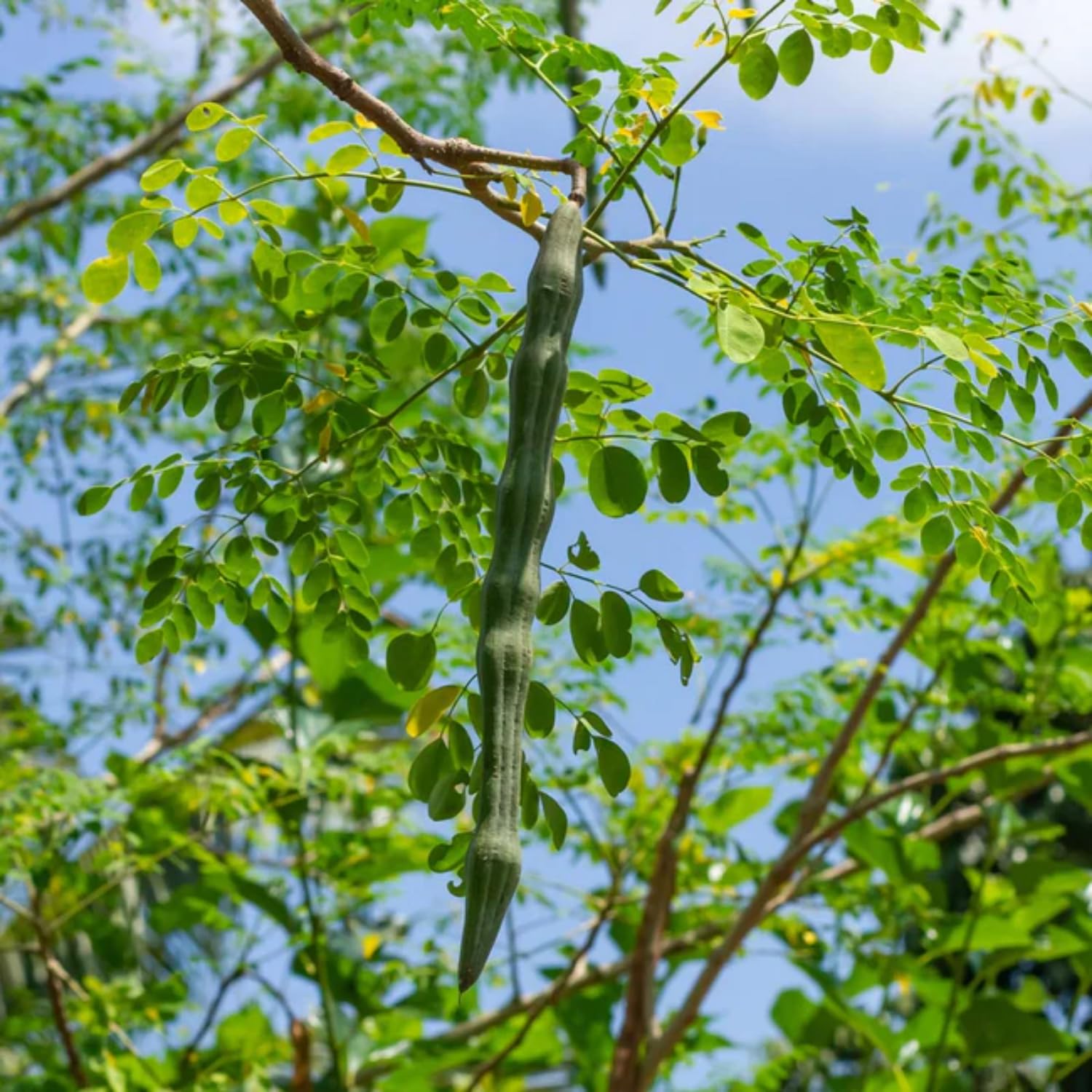 Hug A Plant | Moringa/Muringa/Drumstick Tree (Layered) (Moringa oleifera) Fruit/Ornamental/Medicinal/Live Plant (Home & Garden) (B0C8Z6845W) Amazon Price History, Amazon Price Tracker