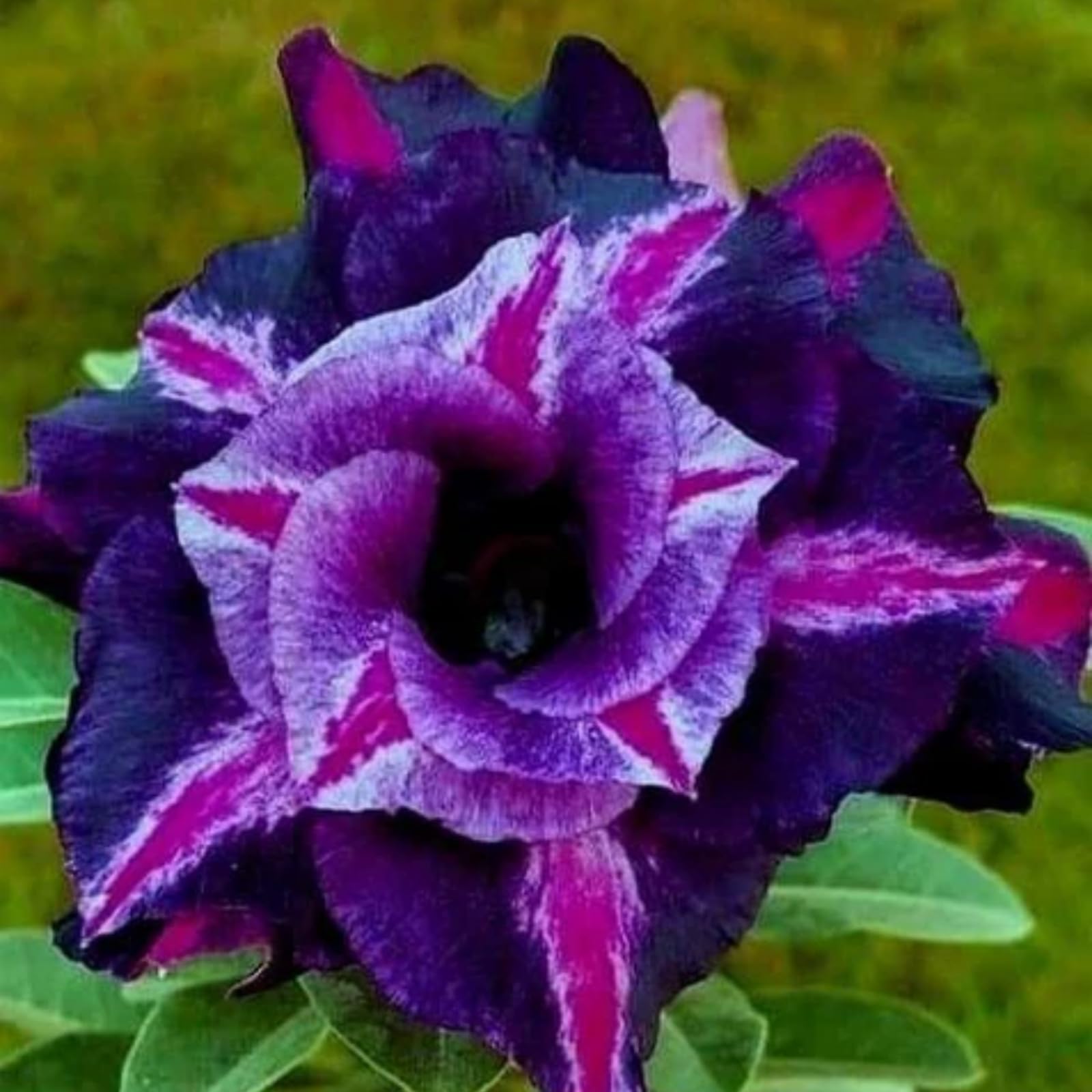 Desert Rose Bulbs.Strong Plants That Grow Well Mix Golden Jade Carving Feels Beautiful-1 Bulbs-D