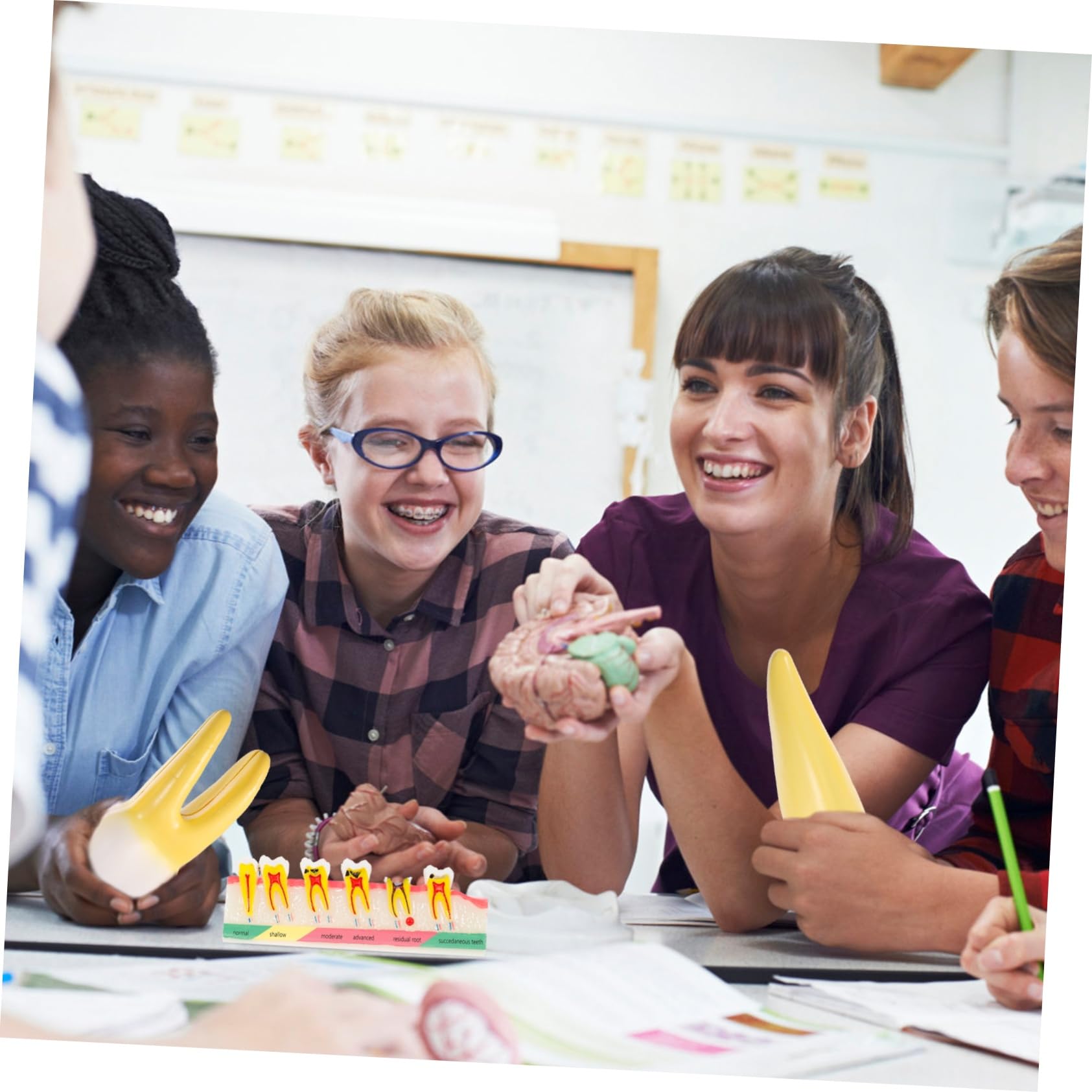 OUNONA Modello Dentale Portatile in Resina per Educazione Orale Aspetto Creativo e Leggero per Scienze e Didattica Dentale