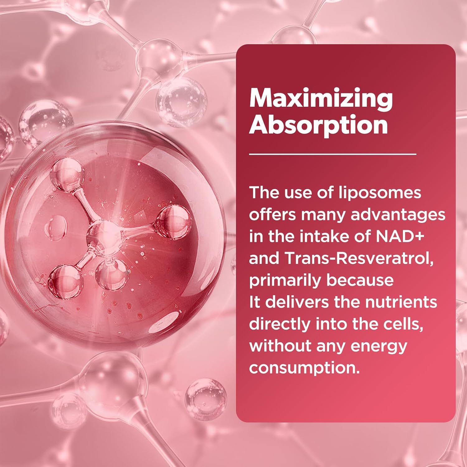 NAD Liquid Supplement for Women, Liposomal NAD+ Drops 1200MG with NAD Plus Resveratrol, Tmg, Quercetin, Anti-Aging, Cell Regeneration, Energy & Metabolism Support, Strawberry Flavor - Image 8