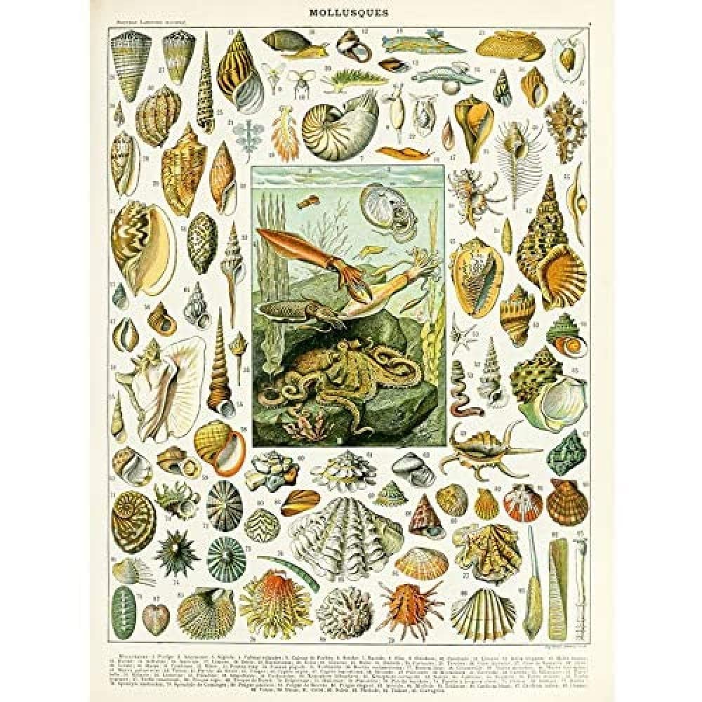 Artery8 Millot Encyclopedia Page Molluscs Shells Unframed Wall Art Print Poster Home Decor Premium